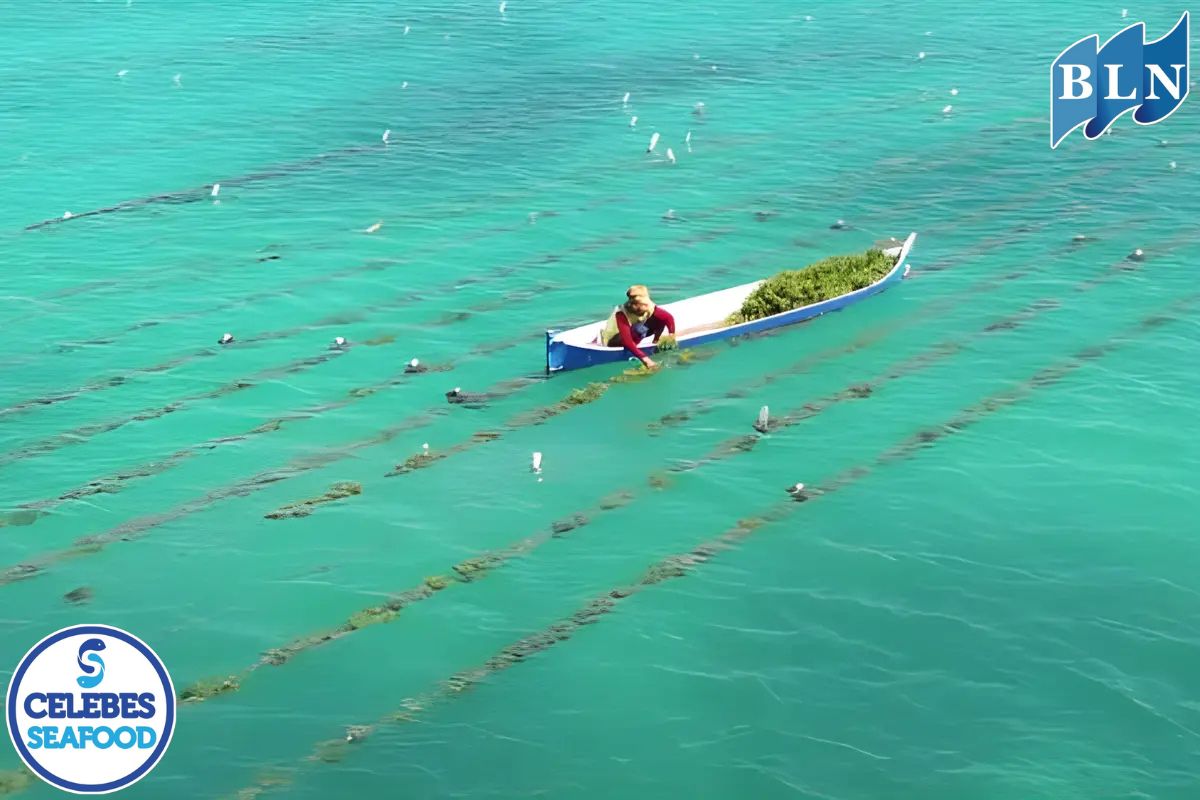 Climate Change and the Rise of Marine Pests: A Hidden Threat to Marine Ecosystems